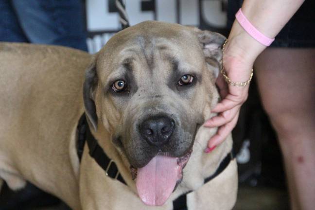 Furry friends fill Fairgrounds Leo, a Cane Corso of Vernon.