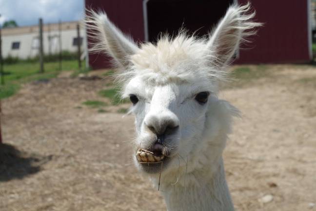 An alpaca in search of a new dentist.