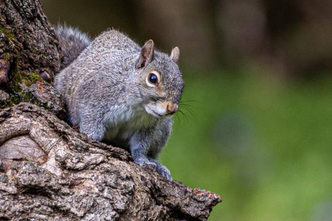 Looking for Nuts, by Bruce Ryerson