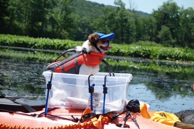 You can get a life jacket for a dog of any size, as my dog, Henry, pictured above, can attest. He's only nine pounds, but he has a life jacket with a perfect fit. (Photo by Pamela Chergotis)