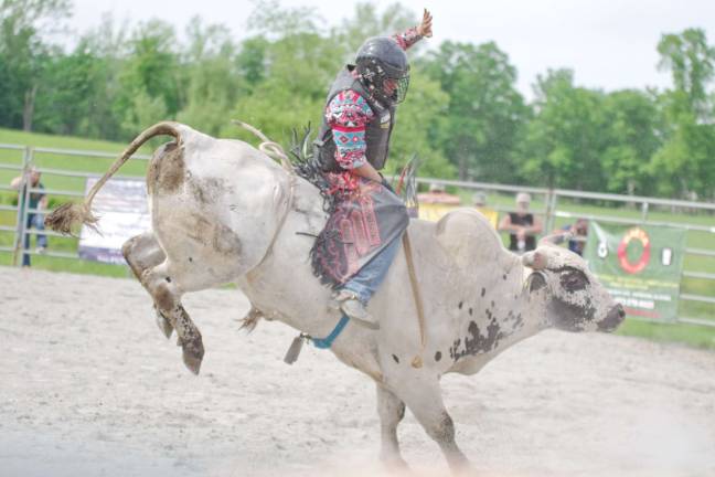 Rodeo cowboy Guan Pilon of Mullica Hill New Jersey rides atop an angry bull in the bull riding contest.