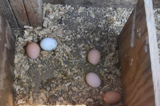 The year school kids got a taste of local Fresh eggs at Munsee Three Sisters Farm in Newton, NJ. Scaling up quickly is difficult for a mom-and-pop farm, said farmer Michaeline Mann. Photo by Becca Tucker