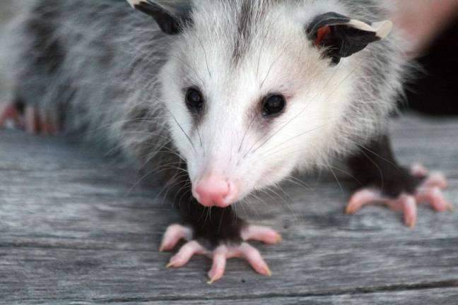 The Virginia opossum