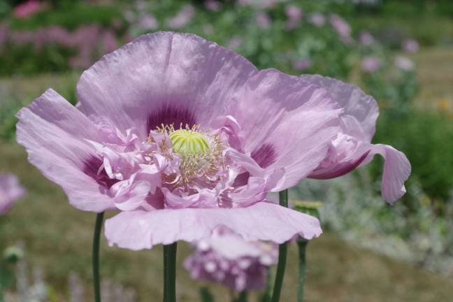 A poppy in full bloom.