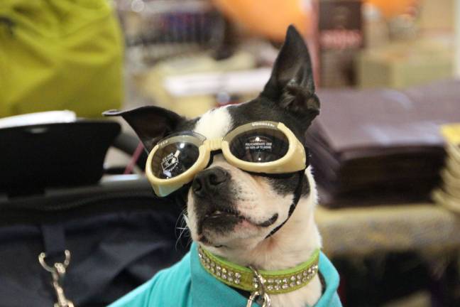 Furry friends fill Fairgrounds Max, boston terrier of Vernon .