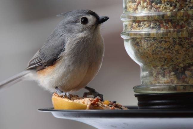 Photo by Gale Miko This little bird was filling up at the feeder before the snow last week.
