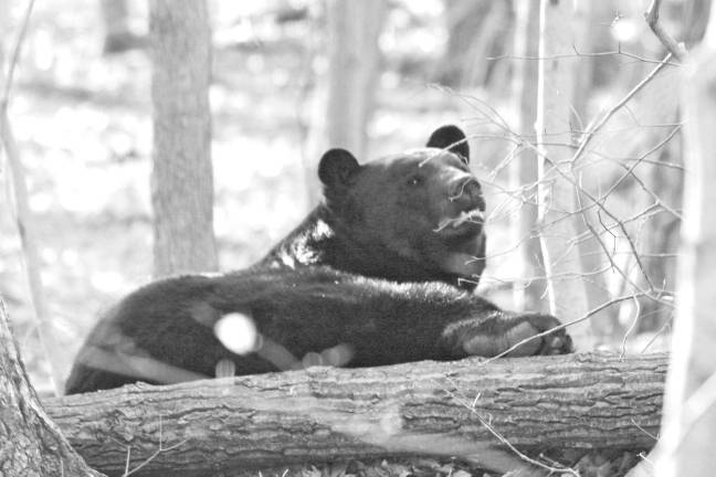 Reder Stephen Kelly took this photo of a bear sleeping in Lafayette Township. Do you have a compelling nature photo? If so, email it to editor.ann@strausnews.com.