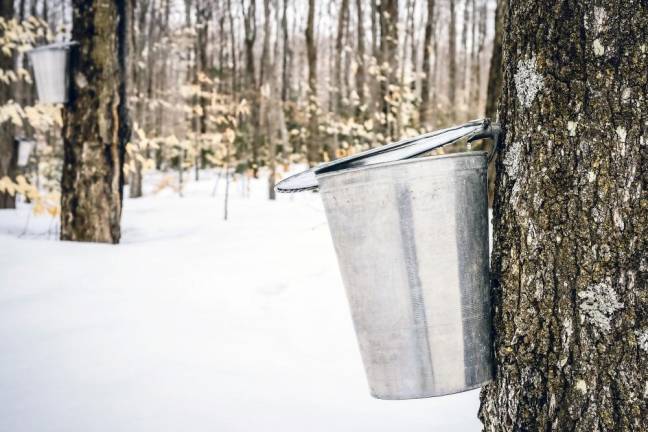 From tree to table: See how maple syrup is made