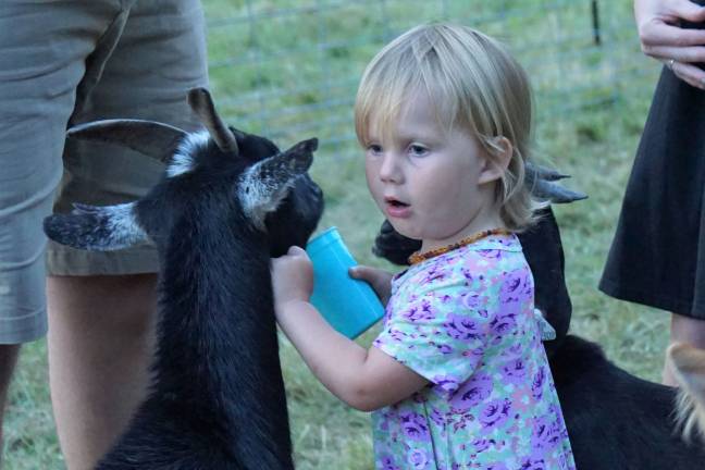 Melody feeds the goats.