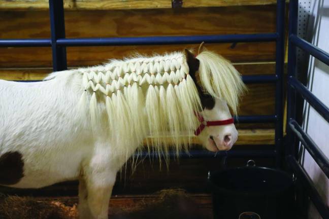 Mini horse named Woopie at the Rivers Edge Rescue &amp; Sanctuary