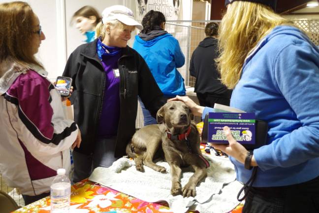 Warwick, N.Y.-based Precious Petz Rescue brought several adoptable dogs to the 8th Annual Northern New Jersey Pet Expo on Saturday.