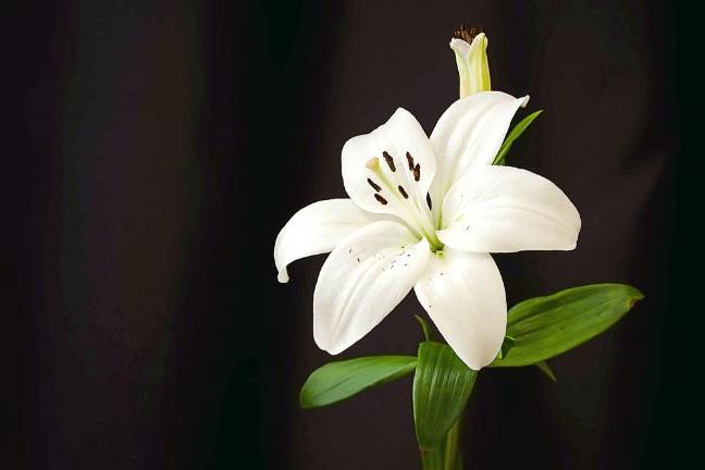 Churches invited to include their Easter schedules in the Advertiser News Churches invited to include their Easter schedules in the Advertiser News