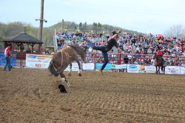 Giddy up Bareback bronc riding at the Rodeo.