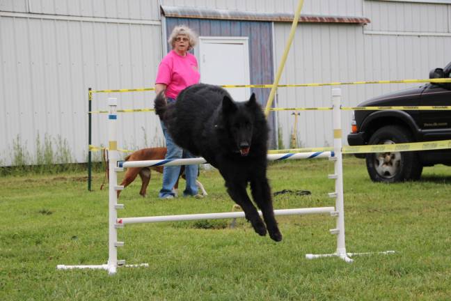 Furry friends fill Fairgrounds Carol Brower with Carma of The Dog dome in Wantage.
