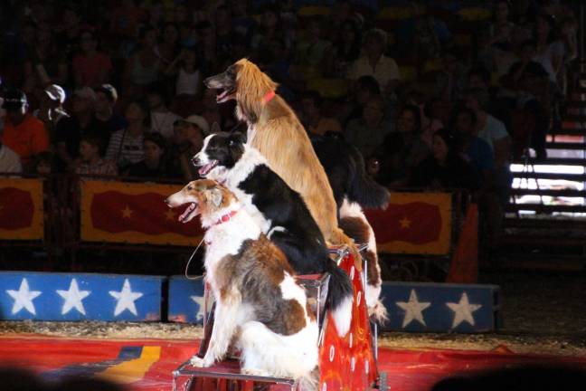 Animals and acrobats galore Cole Bros. Circus came to town this weekend at the Skylands Ball Park in Augusta, N.J.