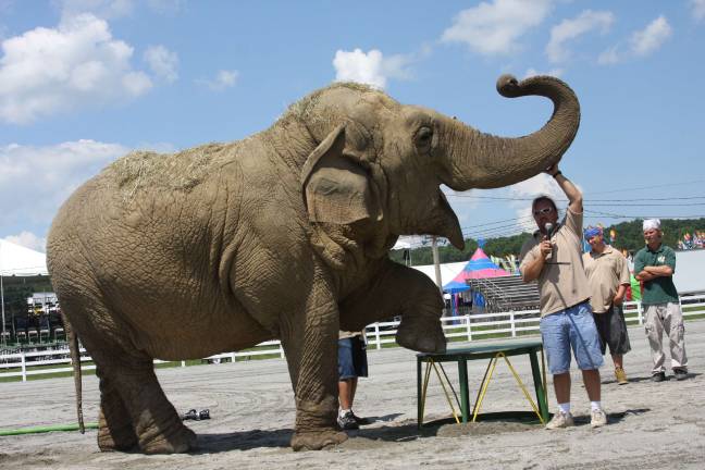 Summertime means County Fair Forty-three-year old Beulah can still pose for a crowd and a watermelon treat. Photo by Gale Miko