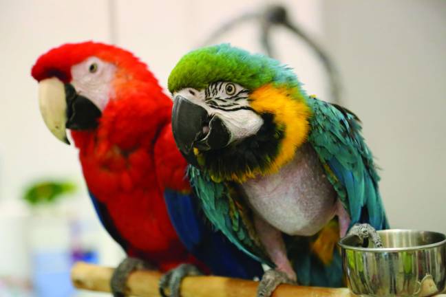Furry, feathered and slimy friends These two parrots talked as they watched the visitors come and go.