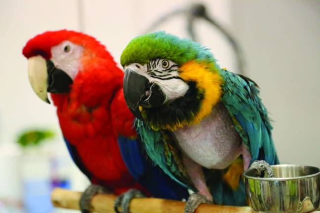 These two parrots talked as they watched the visitors come and go.