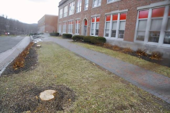 The Ogdensburg Tree Restoration Project hopes to replace trees destroyed during the December storm.