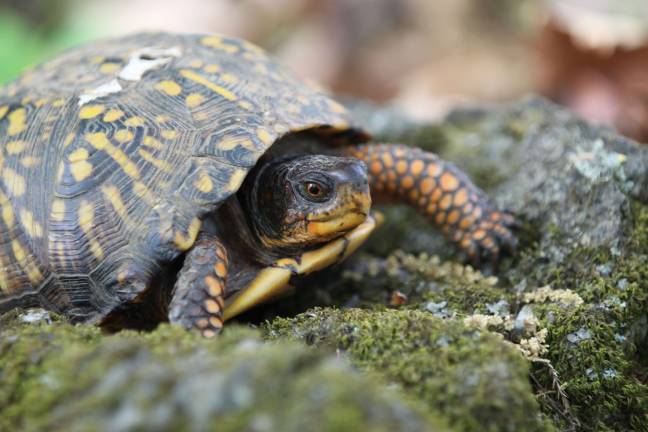 Photo by Gale Miko This Box Turtle was out enjoying the nice weather in Wantage this weekend.