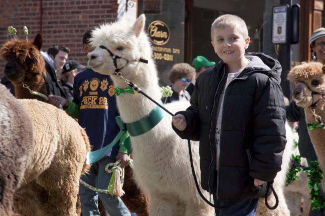 Members of Awesome Alpaca Adventurers 4H Club lead a group of alpacas down Spring Street.