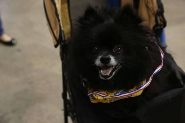 Pooh Bear a black Pommeranian wearing his medals from the Sr. Dog most colorful costume.