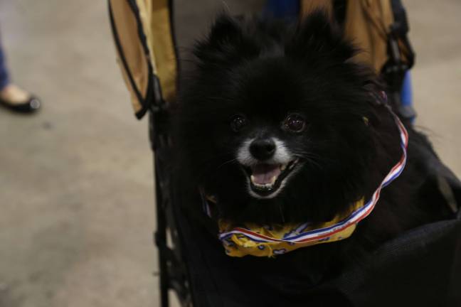 Furry, feathered and slimy friends Pooh Bear a black Pommeranian wearing his medals from the Sr. Dog most colorful costume.