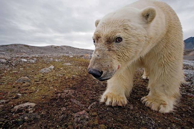 National Geographic Photograher Paul Nicklen to offer free lectures Photo credit Paul Nicklen Looking towards an uncertain future, a huge male bear triggers a camera trap, taking his own picture.