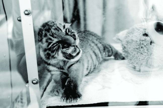 Space Farms welcomes Tiger cub Lily in the nursery with her stuffed friend siblings.