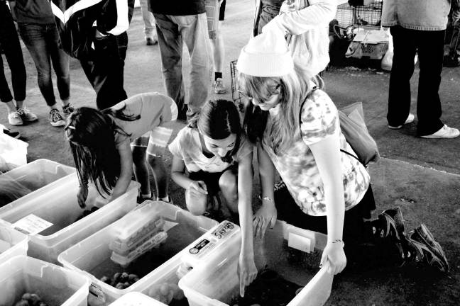 Poultry Fanciers Association holds spring show Locals picking out new ducklings