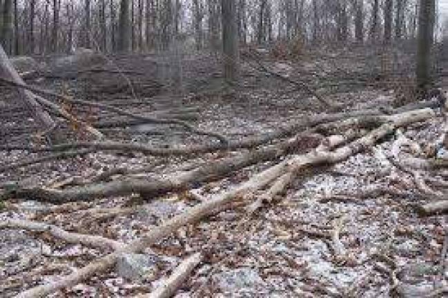 Photo taken in early 2016 showing trees felled near Sparta Mountain by the state DEP Photo by Vera Olinski
