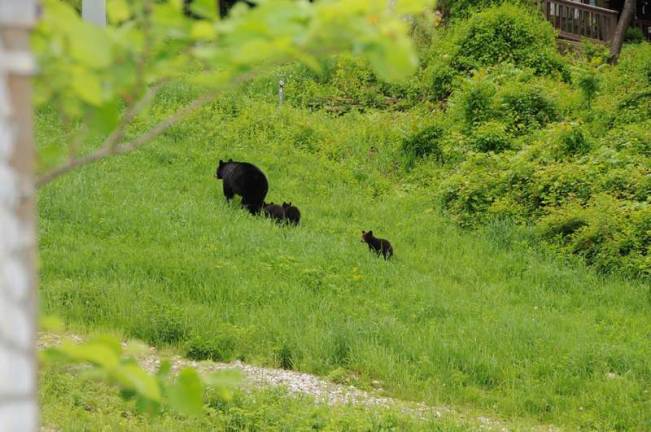 Three little bears