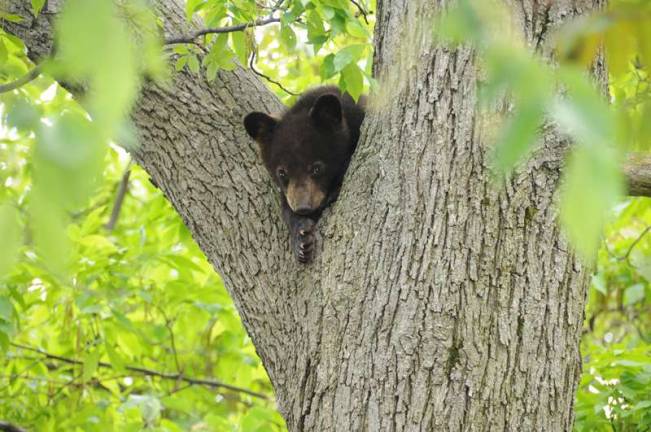 Three little bears