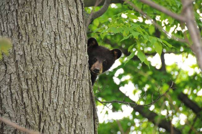 Three little bears Three little bears