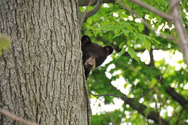 Three little bears