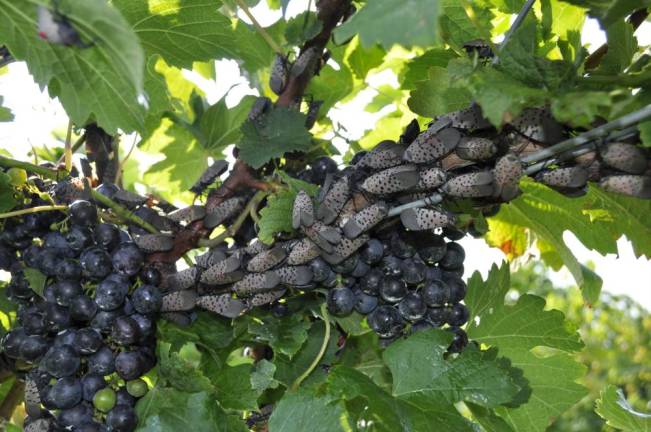 Spotted lanternflies are a vintner’s worst nightmare. Here you can see them preying on a grapevine in a vineyard in Boyertown, Pa. (Photo by Dr. Julie Urban)