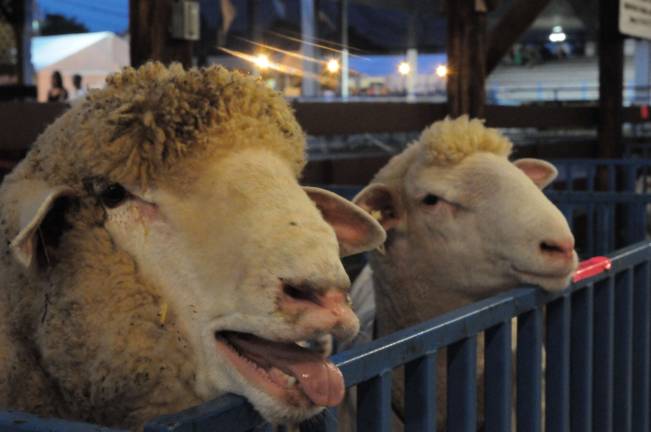 Summertime means County Fair A pair of sheep get ready for the show. Photo by Nicholas Ortiz