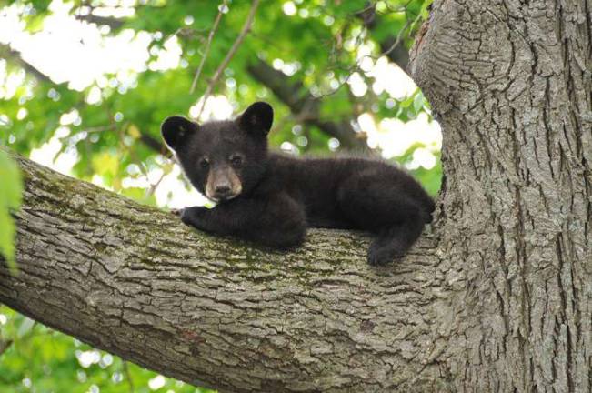 Three little bears