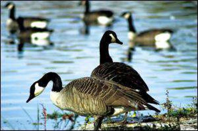 Franklin Pond's nuisance geese about to become dead ducks Franklin Pond's nuisance geese about to become dead ducks