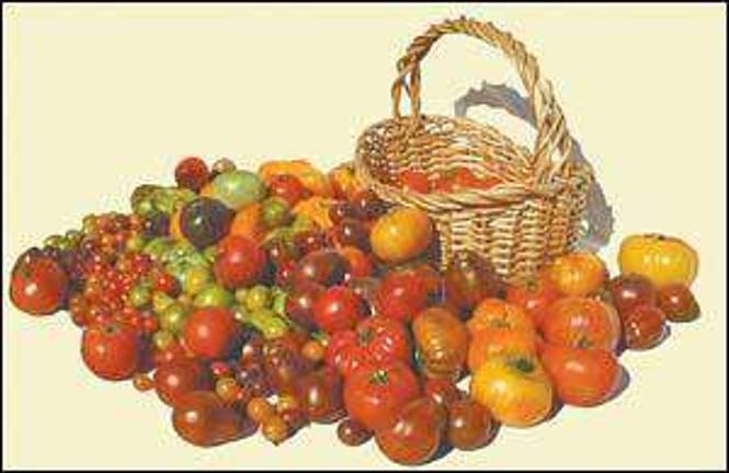 Growers offer heirloom tomato varieties for sale Growers offer heirloom tomato varieties for sale