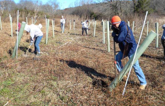 AmeriCorps organizes reforestation