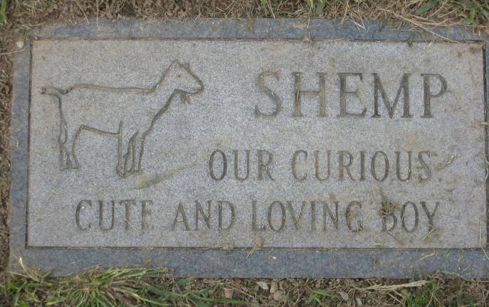 Shemp, a pet goat's grave is lovingly preserved at Abbey Glen Pet Memorial Park.