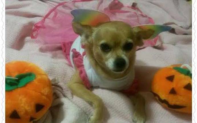 Submitted by Nancy Fried of Hamburg &quot;Gabby is a rescued Chihuahua that was adopted from the O.S.C.A.R Animal Shelter back in June 2013. She is grateful to have a family. Gabby loves to dress up in different clothes and costumes, and enjoys playing outside all day. Happy Halloween!&quot;