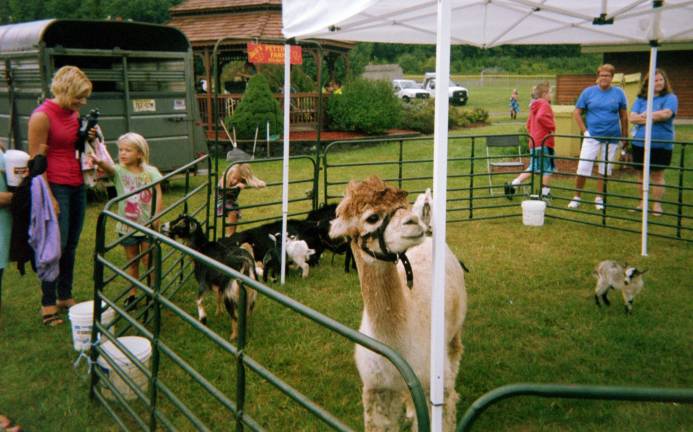A llama is shown from Jack's Petting Farm.