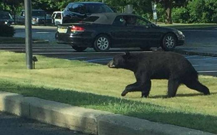 This photo provided by Dave Koenig of Hamburg shows a bear attempting to cross Route 23.
