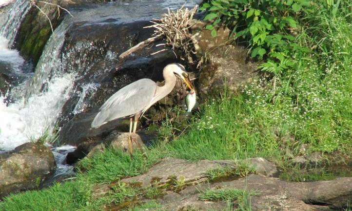 This photo submitted by Frank Haas of Hamburg shows a heron catching a fish at the Franklin Pond.