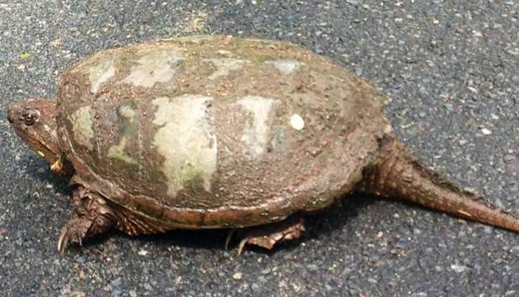 Why did the turtle cross the road? Why did the turtle cross the road?