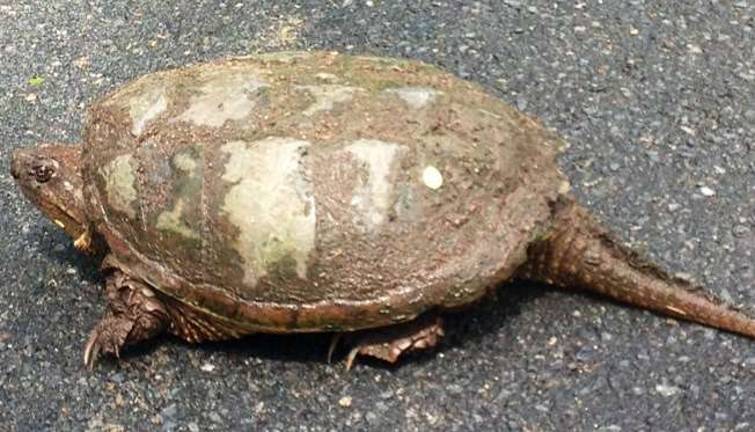 Why did the turtle cross the road?