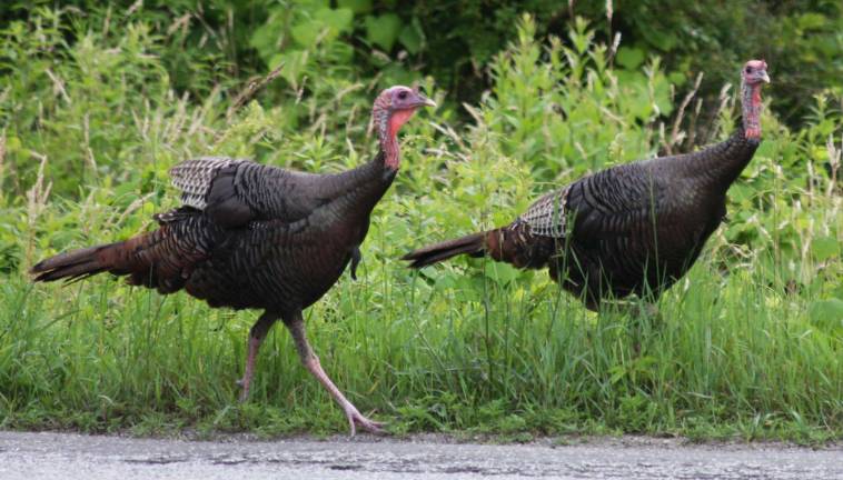 Two wild turkeys take a stroll in Wantage just before Thanksgiving.
