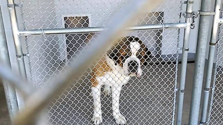 Cats and dogs at Father John’s Animal House are housed, fed, given veterinary care, and, when needed, rehabilitated (Photo by Laurie Gordon)